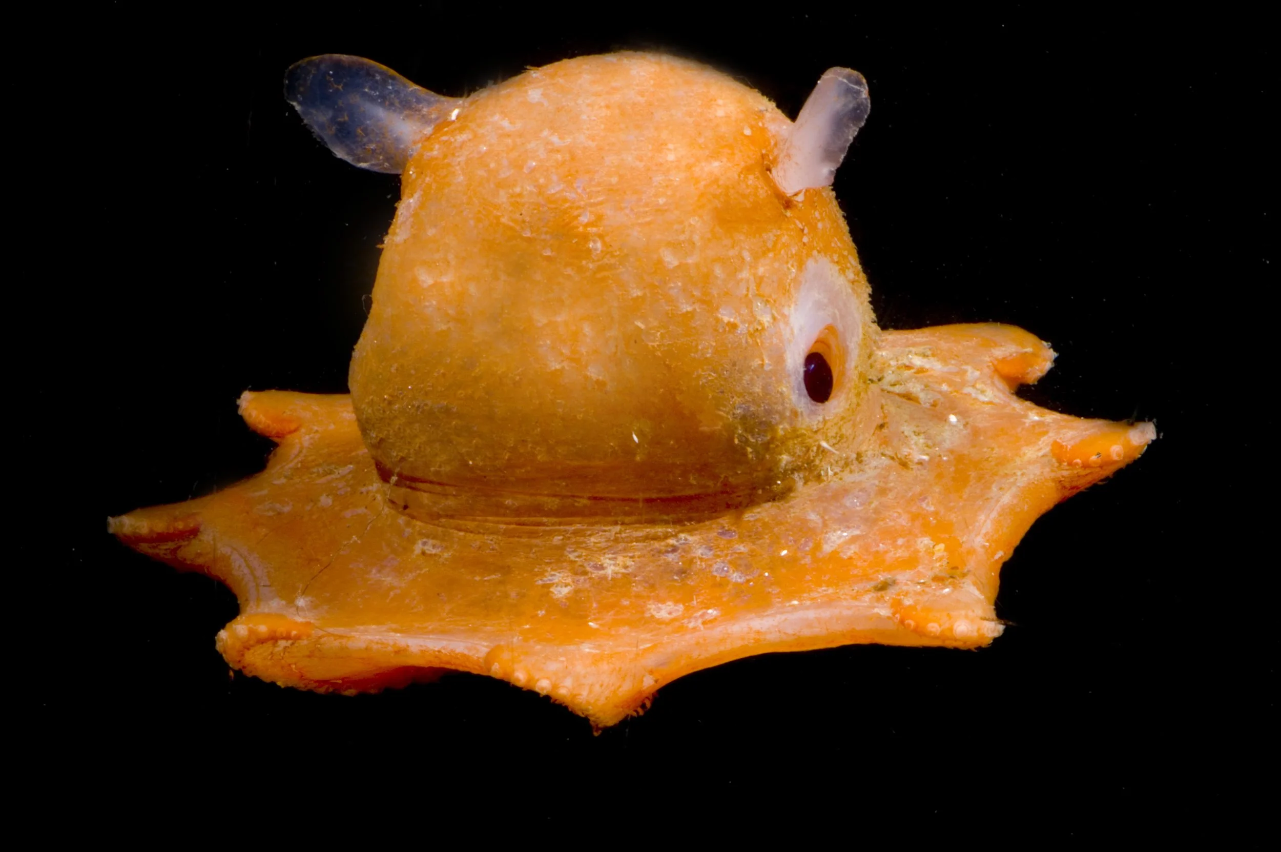 Flapjack Octopus
