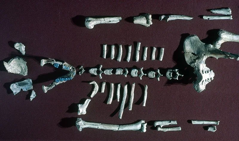 Early Human Reconstruction