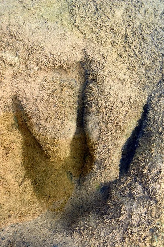 Dinosuar Footprint