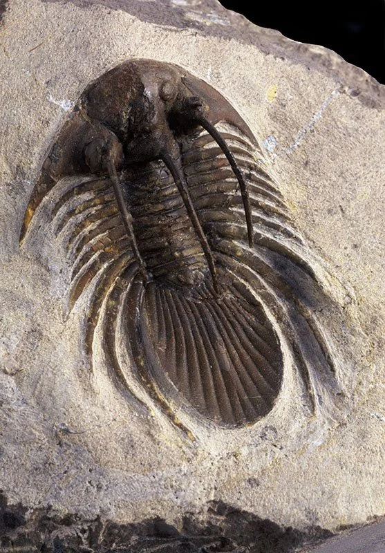 Fossils, Devonian Period