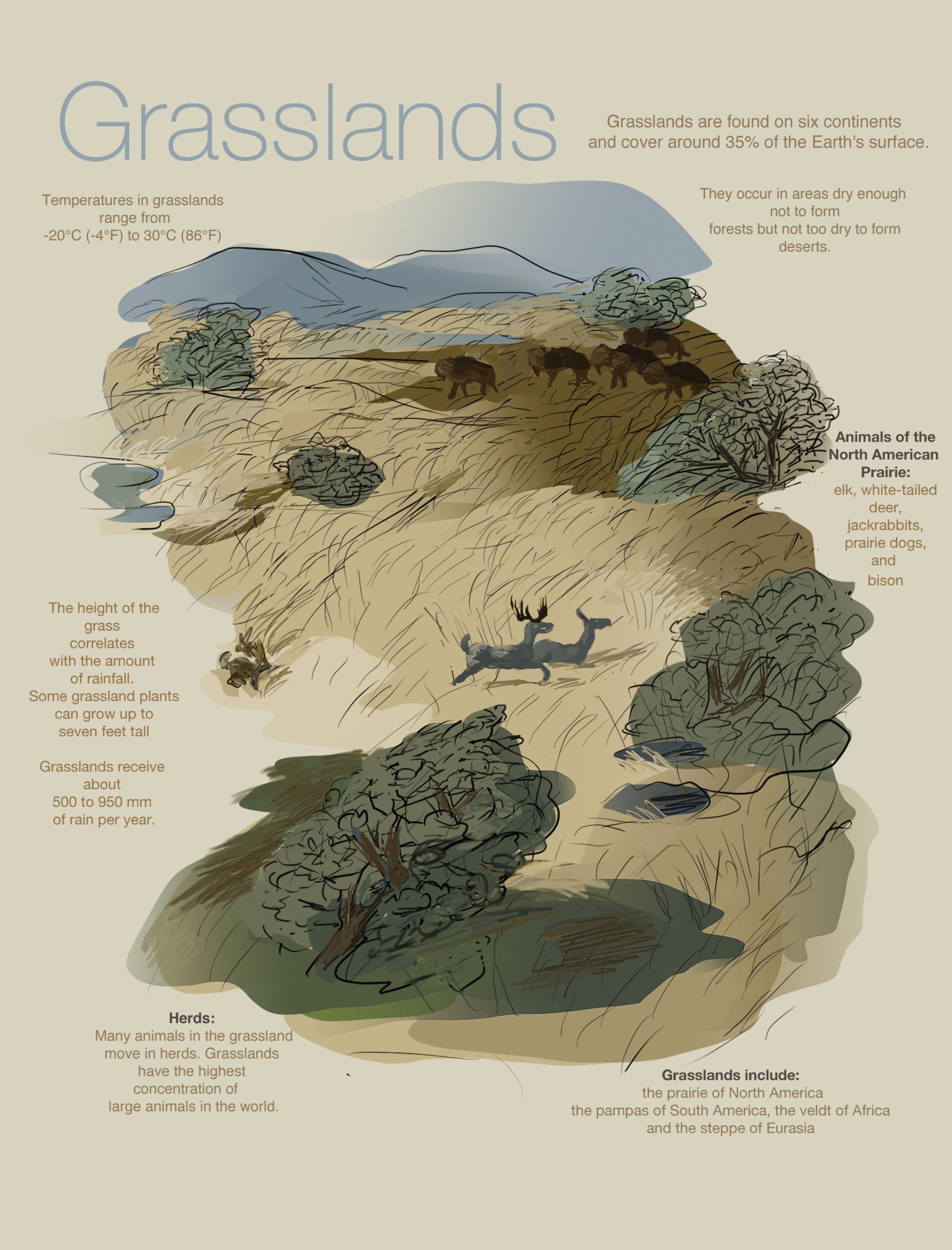 Grasslands_1.jpg