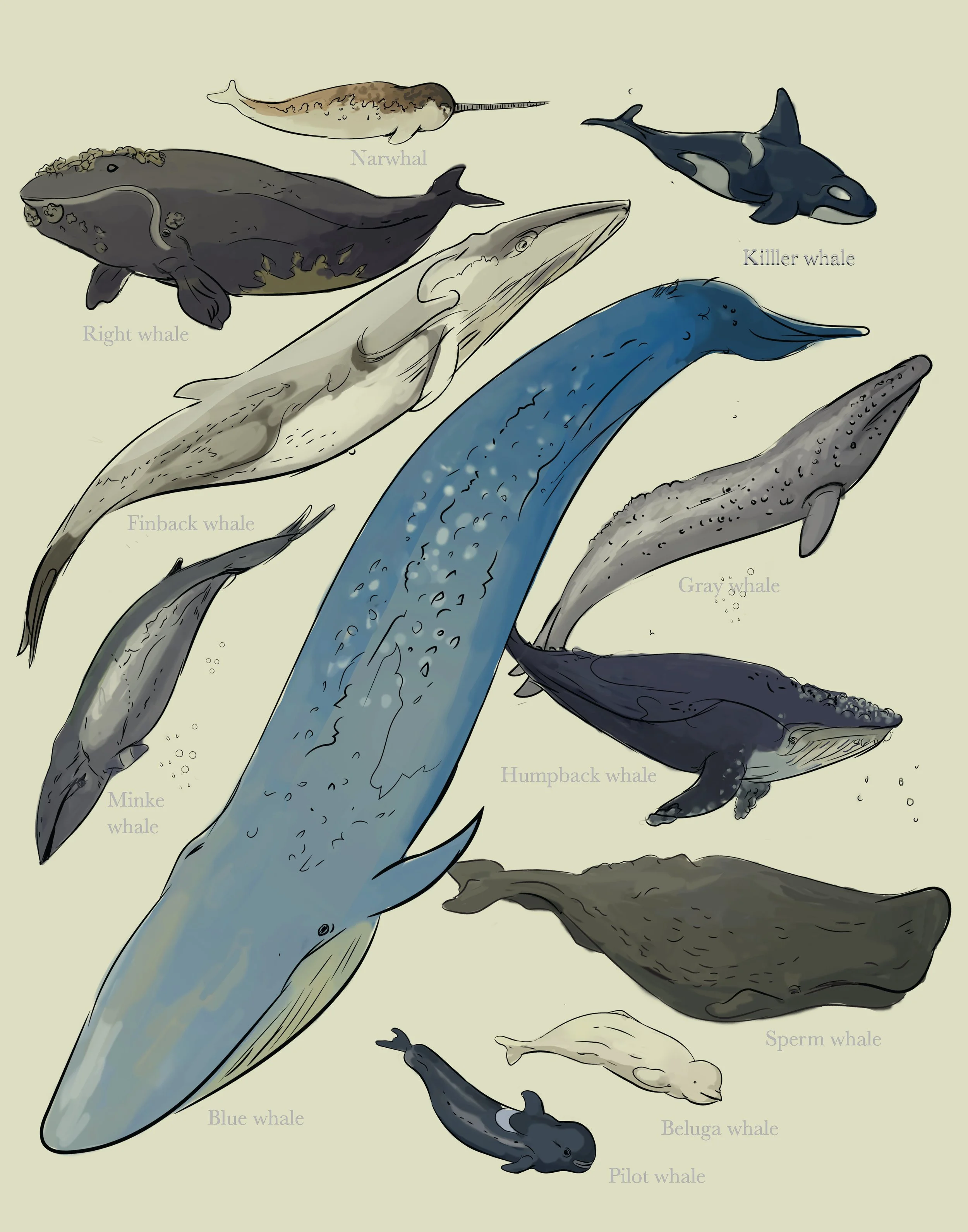 whale-chart-publication-2.jpg