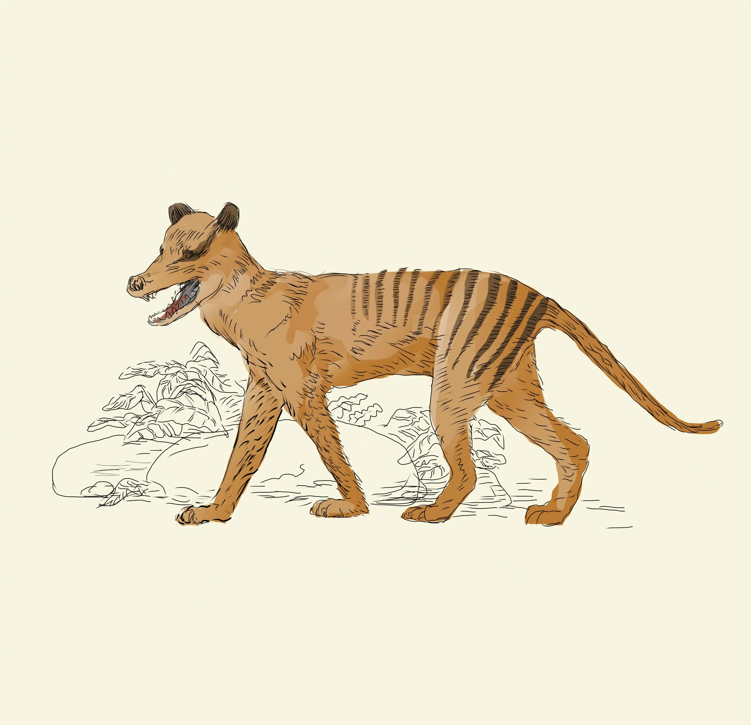Tasmanian-tiger-post_0000_Layer Comp 1.jpg