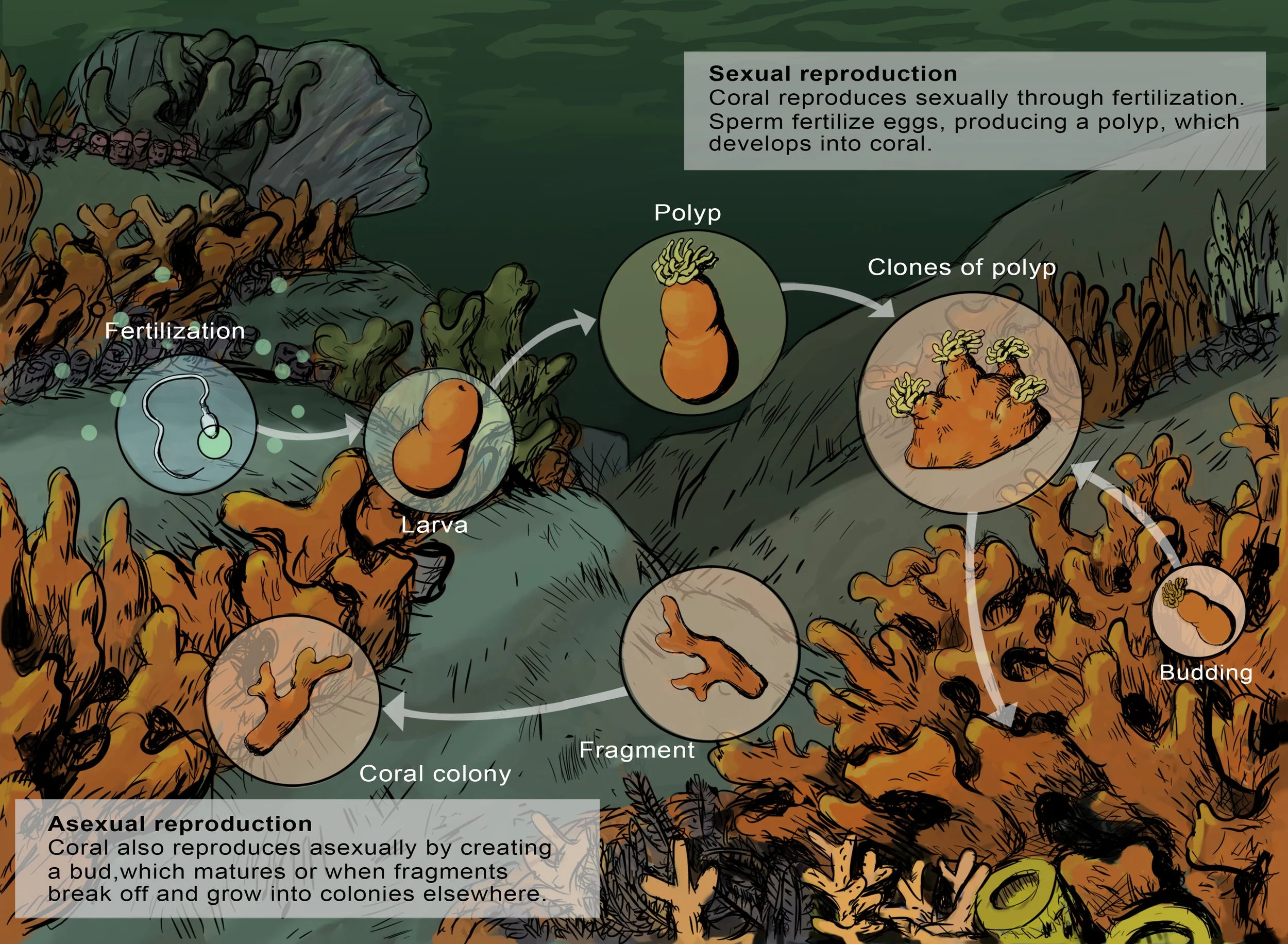 reef-2-lines-1.jpg