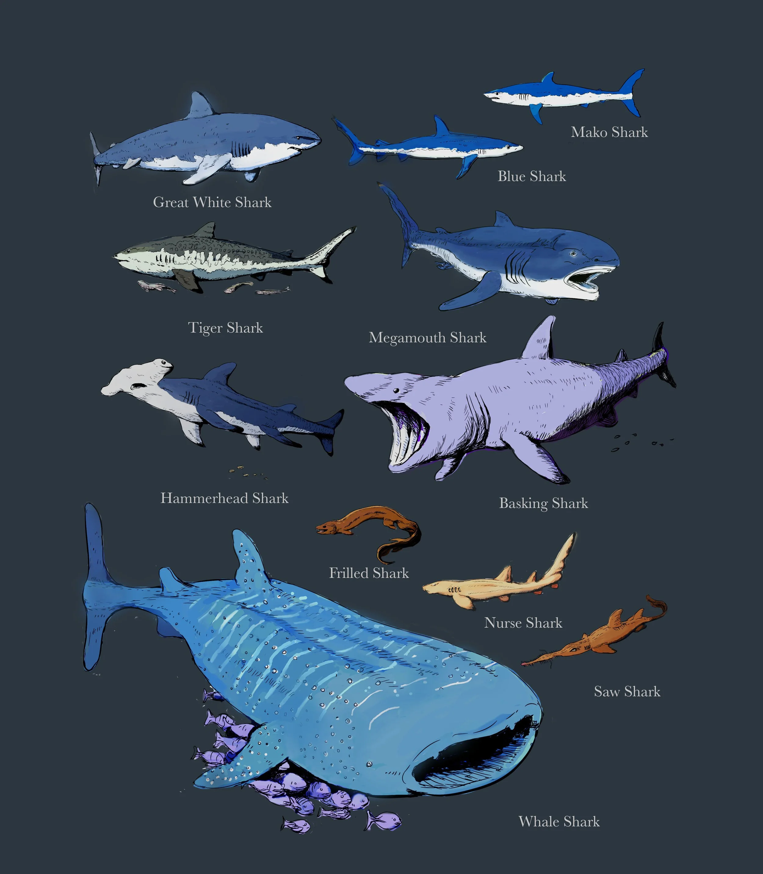 shark-chart-2.jpg