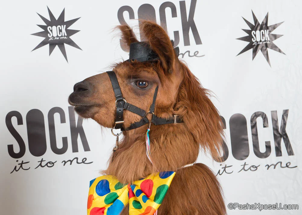 Socks-56.jpg
