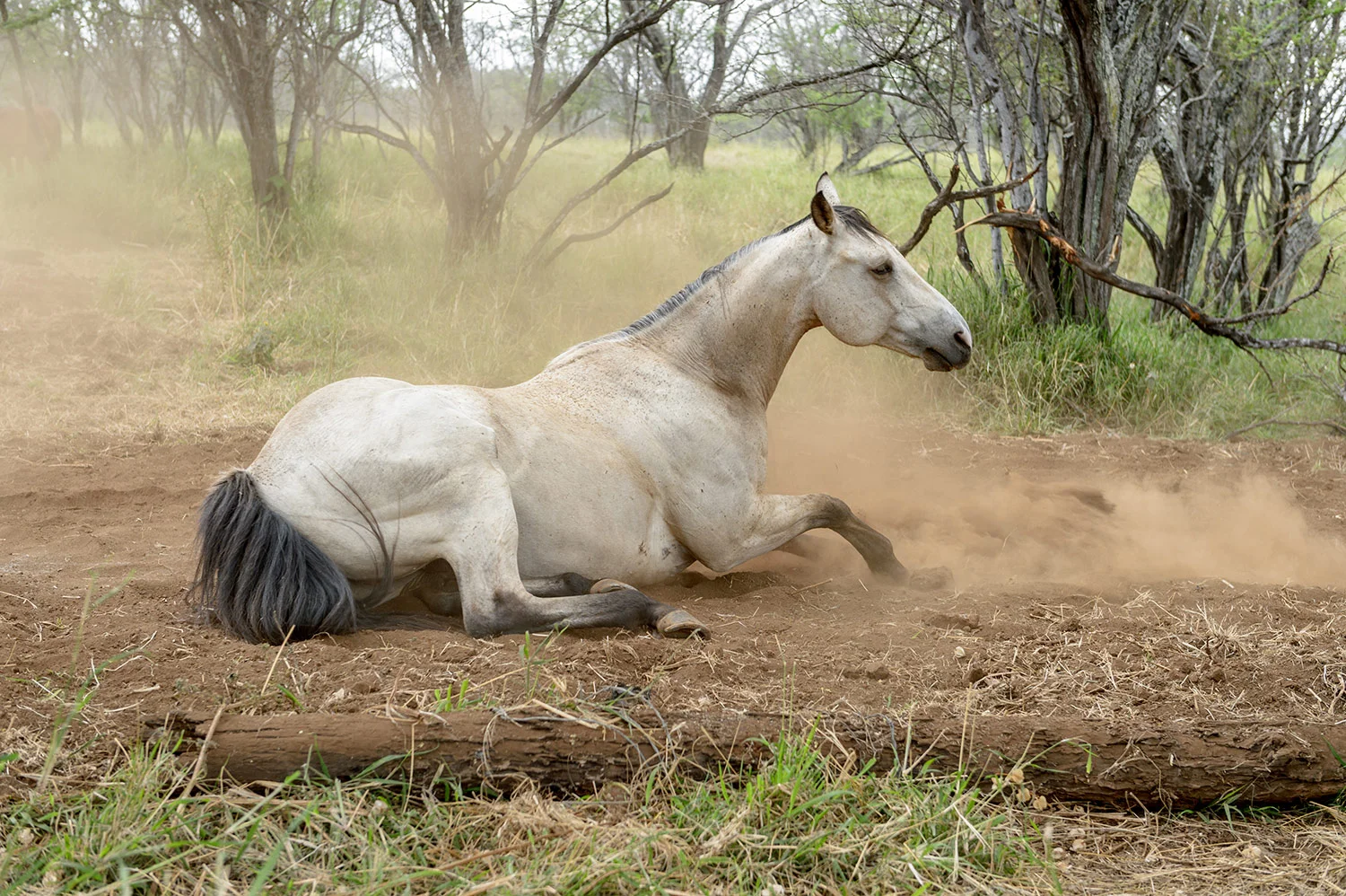 Ohana-Ranch-118.jpg