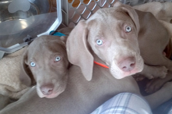 Bubba & Forrest Began sponsoring: Sept 2014 - Veterinary Care - Supplies/Equipment