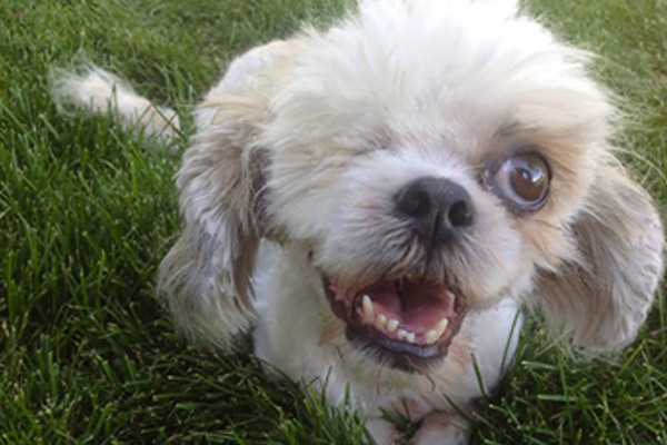 Chloe Began sponsoring: Oct 2014 - Veterinary Care - Rehabilitation Services