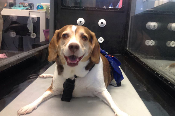 Bella Began sponsoring: Dec 2014 - Vet & Rehabilitation Care - Supplies/Equipment