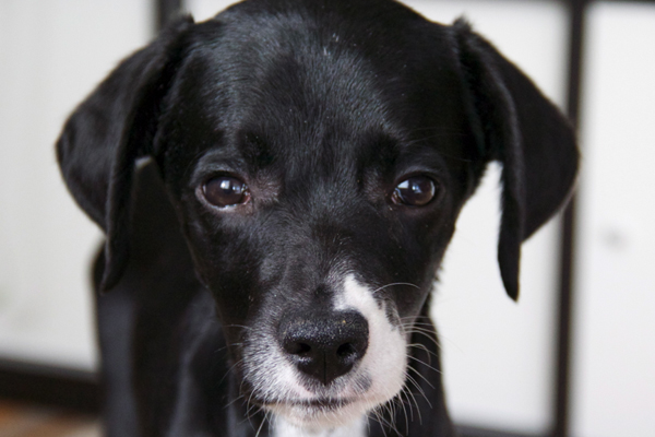Elmer Began sponsoring: Jan 2015 - Veterinary Services