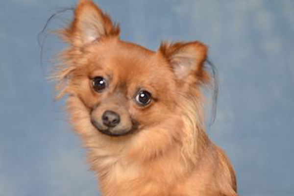 Tiny Tim Began sponsoring: Jan 2015 - Supplies/Equipment