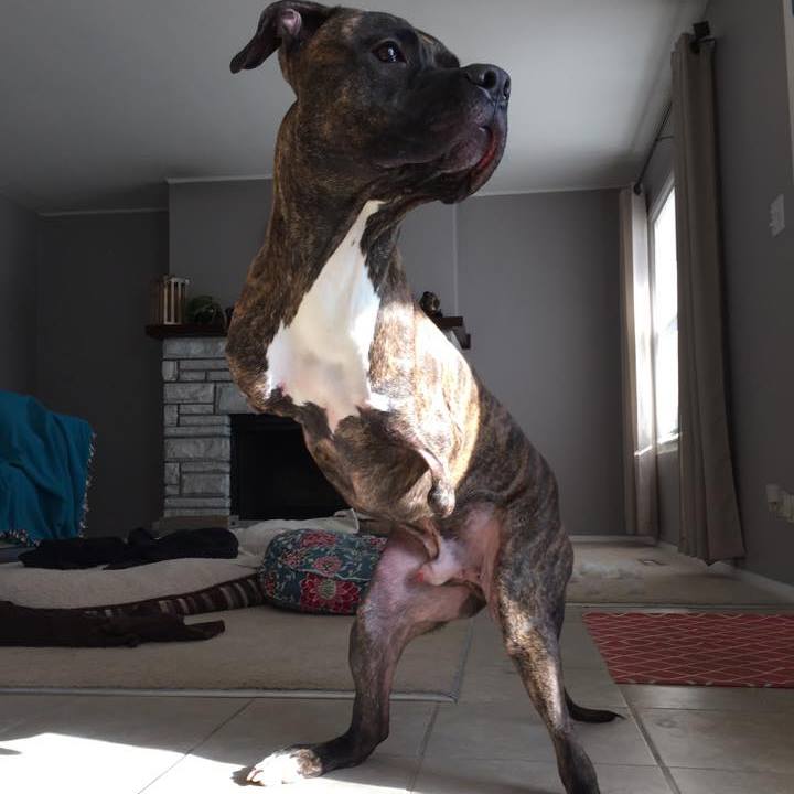 Photo: www.facebook.com/Colethewonderpup