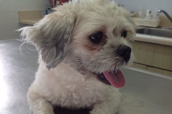 Buffy Began sponsoring: May 2015 - Rehabilitation Care - Supplies/Equipment