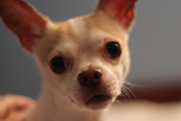 Scooter Began sponsoring: Sept 2015 - Rehabilitation Care
