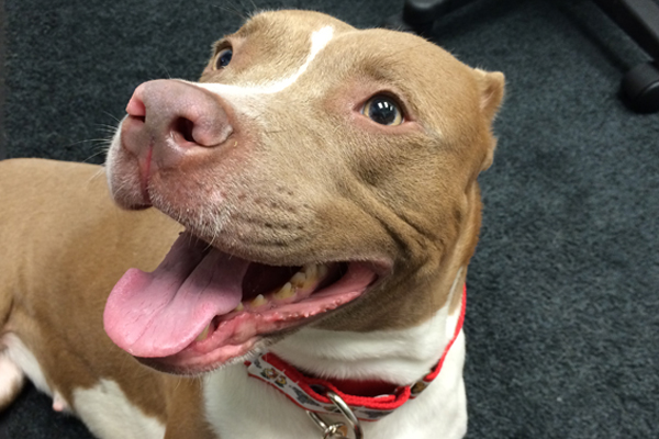Mimi Began sponsoring: Oct 2015 - Veterinary Services - Rehabilitation Care - Equipment/Supplies