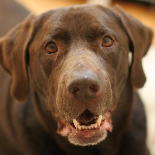 Zeus. 2003-2015