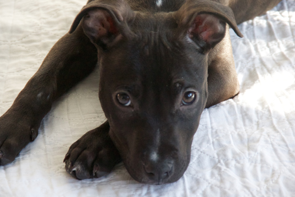 Hob Knob Began sponsoring: Nov 2015 - Veterinary Services