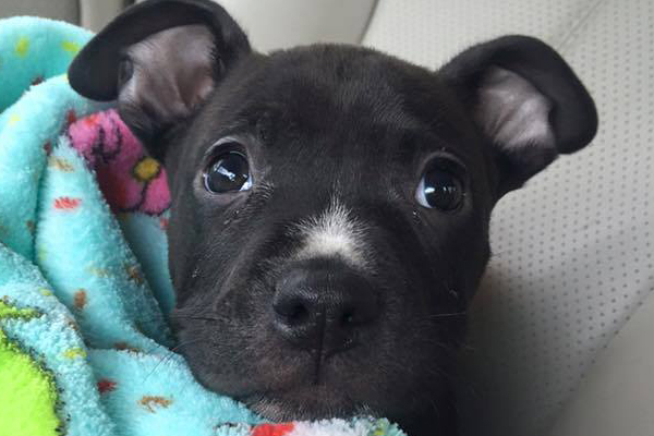 Lt Dan Began sponsoring: Nov 2015 - Veterinary Services - Rehabilitation Care - Supplies/Equipment