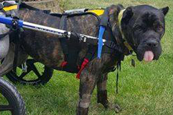 Drogo Began sponsoring: Sept 2016 - Supplies/Equipment