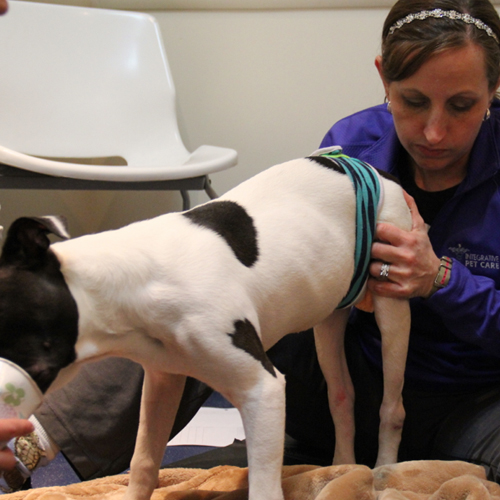 $200. Specialty Consult Oftentimes a consult with a veterinary specialist or rehabilitation facility is necessary to determine proper treatment protocols for the animals we sponsor. They typically cost about $150 without any diagnostics. If further diagnostics are performed, additional funding is necessary.