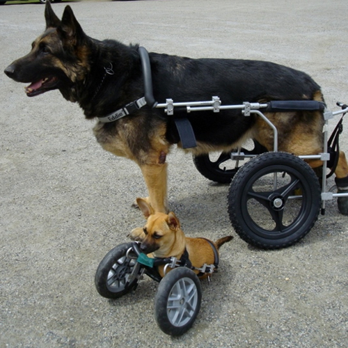 from $350. Custom Cart Most of the dogs we sponsor need a wheelchair for mobility. They range in price depending on size and needs of the pet. The three sponsorships listed are based on the average price for a small, medium and large wheelchair.
