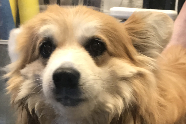 Rosie Began sponsoring: Oct 2016 - Rehabilitation Care - Supplies/Equipment