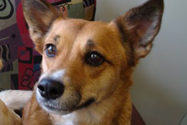 Kinsey Began sponsoring: Sept 2015 - Veterinary Services