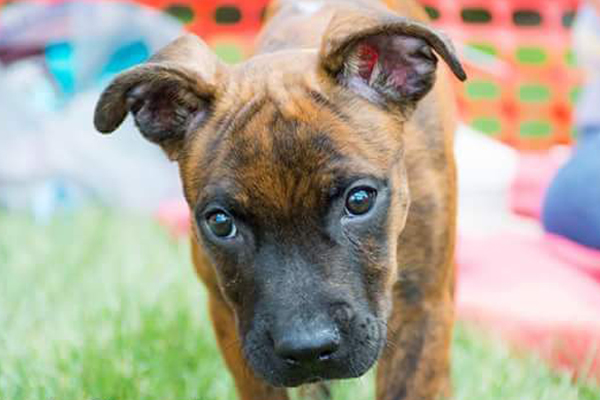 Bumper Began sponsoring: August 2016 - Veterinary Services - Rehabilitation Care