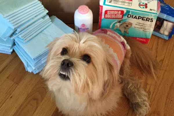 Lucy Began sponsoring: April 2016 - Supplies/Equipment