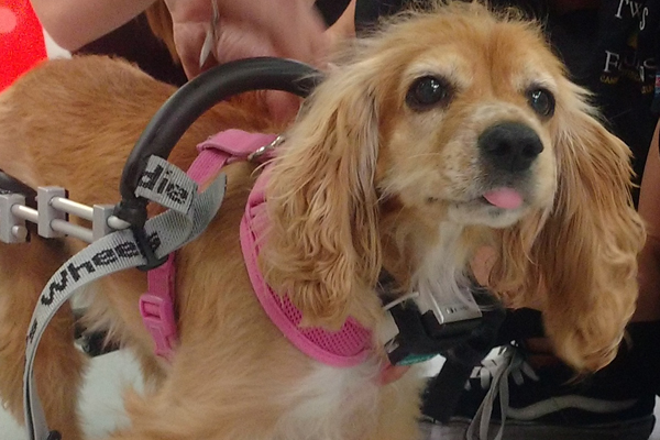Violet Began sponsoring: June 2017 - Rehabilitation Care