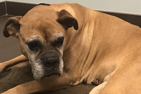 Amy Began sponsoring: Dec 2017 - Veterinary Services