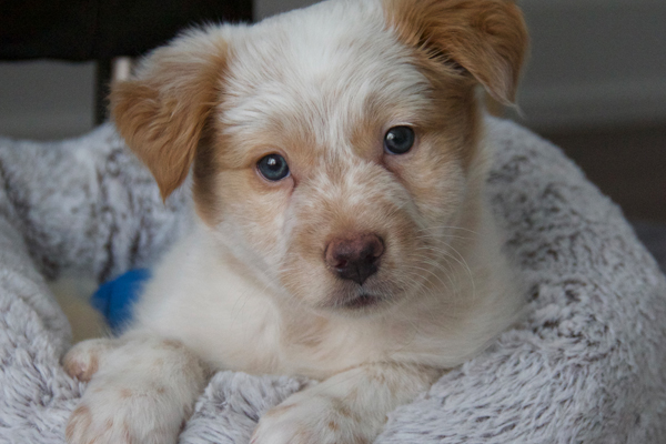 LaCroix Began sponsoring: Feb 2018 - Rehabilitation Care - Supplies/Equipment - Veterinary Services