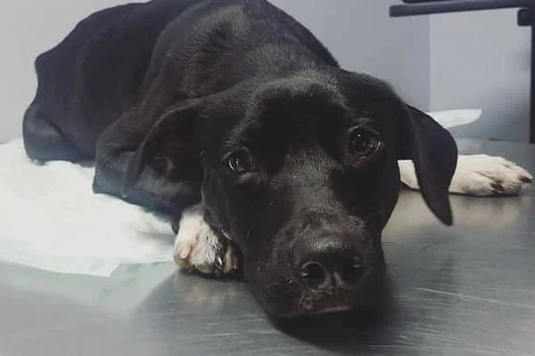 Levi Began sponsoring: Sept 2018 - Supplies/Equipment - Veterinary Services