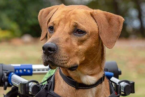 Gabriel Began sponsoring: Dec 2018 - Veterinary Services