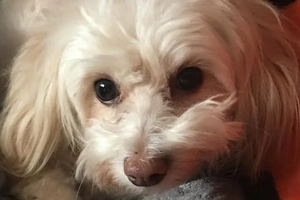 Madison Began sponsoring: Dec 2018 - Rehabilitation Care - Veterinary Services