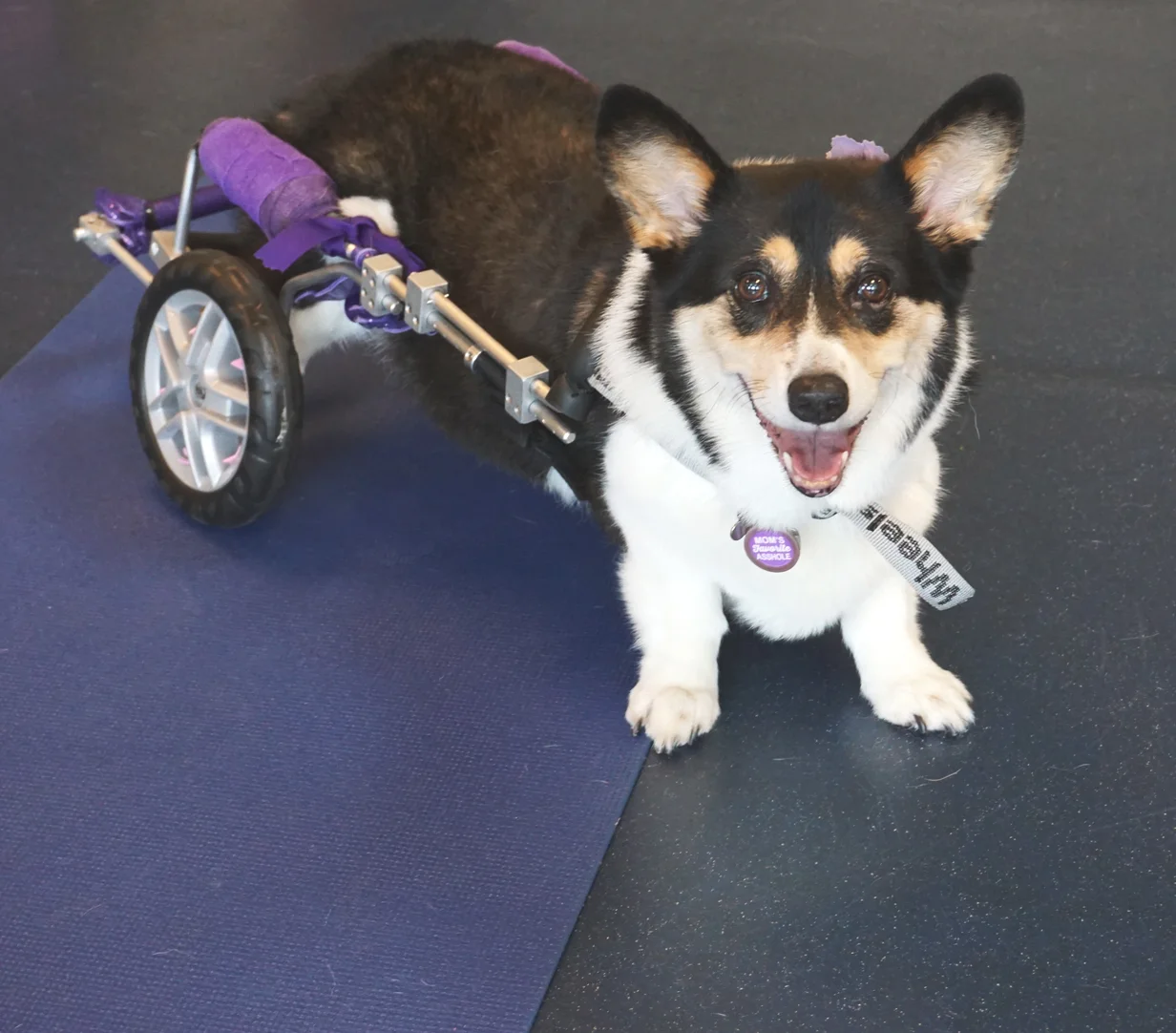 Pembroke Welsh Corgi Tilly diagnosed with Degenerative Myelopathy (DM) is all smiles in her custom cart provided by BWF.