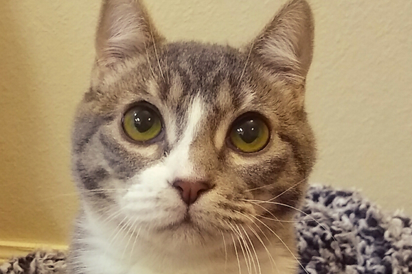 Nami Began sponsoring: Jan 2019 - Veterinary Specialist & Diagnostics