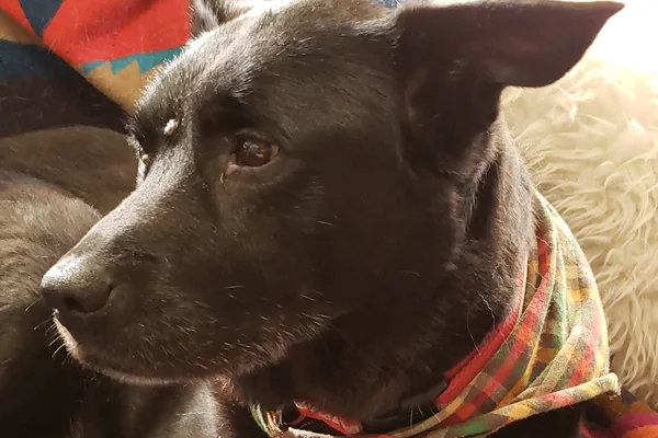 Charlie Began sponsoring: Jan 2019 - Supplies/Equipment - Veterinary Care