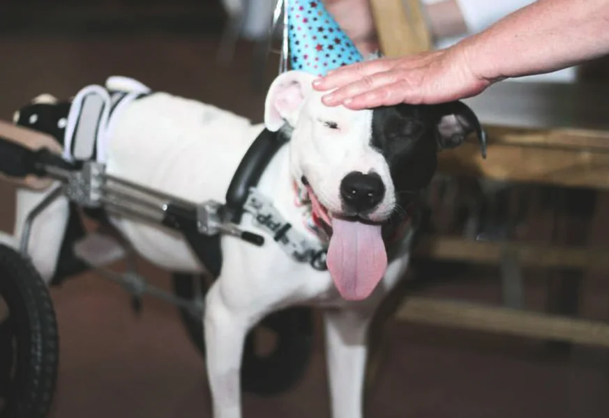 November 2016 FIGO Pet Josh: A Dog Rehabilitation Story