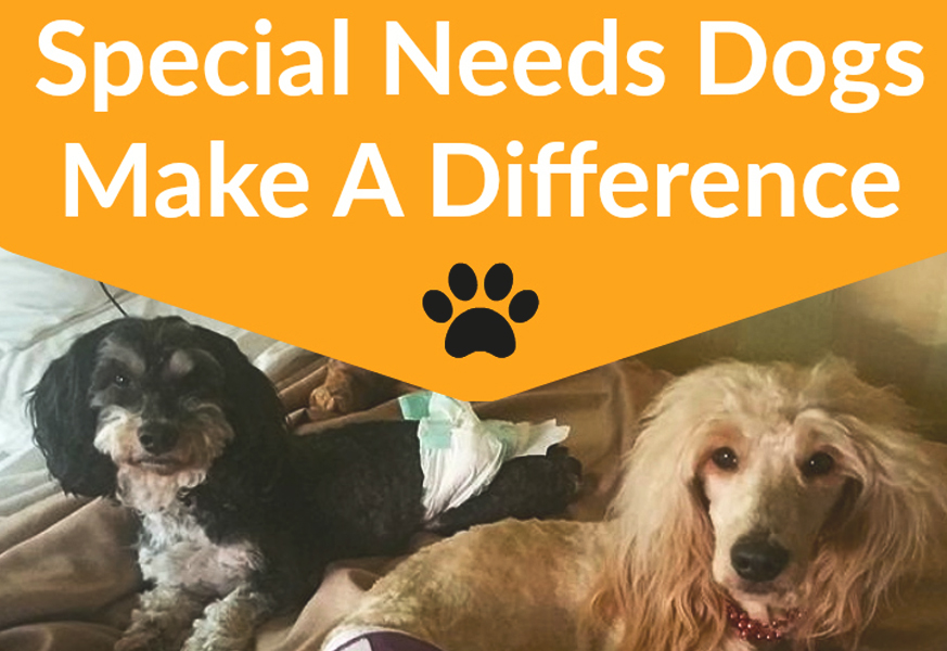 September 2016 Talent Hounds Inspiring Pair of Special Needs Dogs