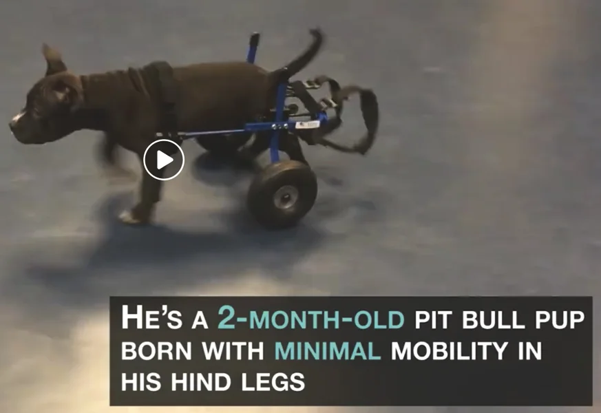 December 2015 BuzzFeed Meet Lt. Dan