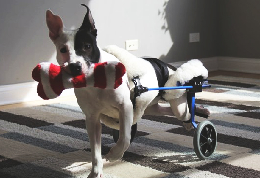 April 2015 The Dodo Pit Bull Bounces Back with a Smile on His Face