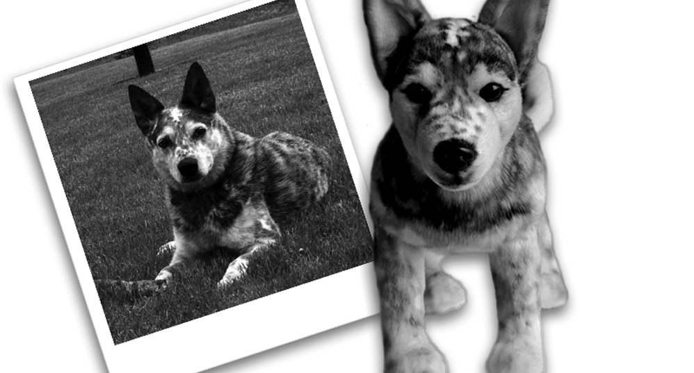 Bialy’s Wellness Foundation is now part of the Paw it Forward program with Cuddle Clones! Submit a photo of your pet and they will recreate an adorable cuddle clone in your pets likeness. We will receive a percentage of any purchase at this link: http://cuddleclones.go2cloud.org/SH68 and you can receive 10% off your order with the coupon code: BIALY10