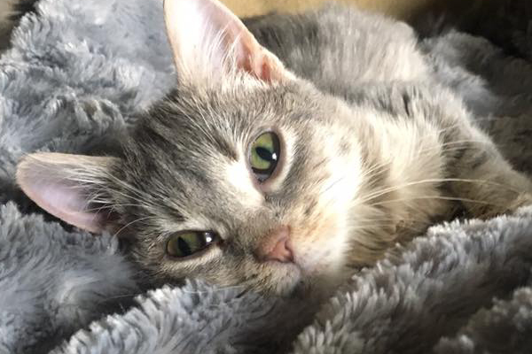 Mavis Began sponsoring: Jan 2019 - Veterinary Specialist & Diagnostics