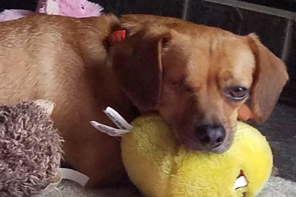 Chuckie Began sponsoring: Feb 2019 - Veterinary Specialist - Veterinary Care