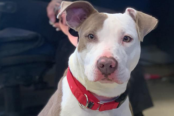 Tandy Began sponsoring: March 2019 - Supplies/Equipment - Veterinary Specialist