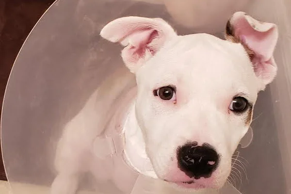 Bailey Began sponsoring: May 2019 - Supplies/Equipment