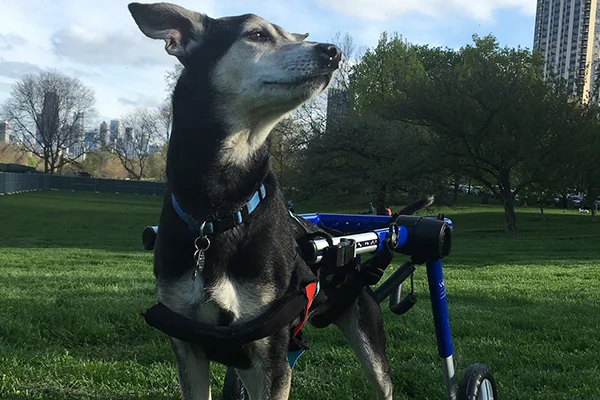Doug Began sponsoring: May 2019 - Supplies/Equipment