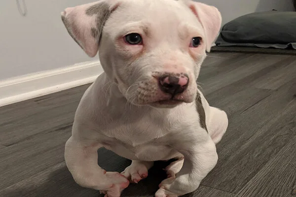 Honor Began sponsoring: May 2019 - Veterinary Specialist - Vet Care